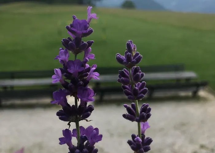 Planinski Dom Na Kalu 住宿加早餐酒店 *